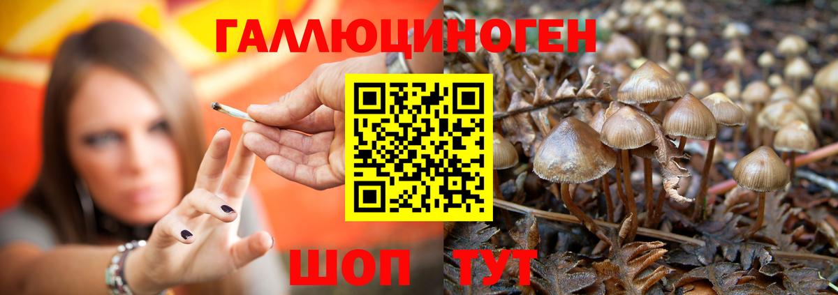 Псилоцибиновые грибы GOLDEN TEACHER  Вход с VPN  Асино  Псилоцибиновые грибы прущие грибы 